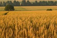 An Important Lesson from a Wheat Farmer